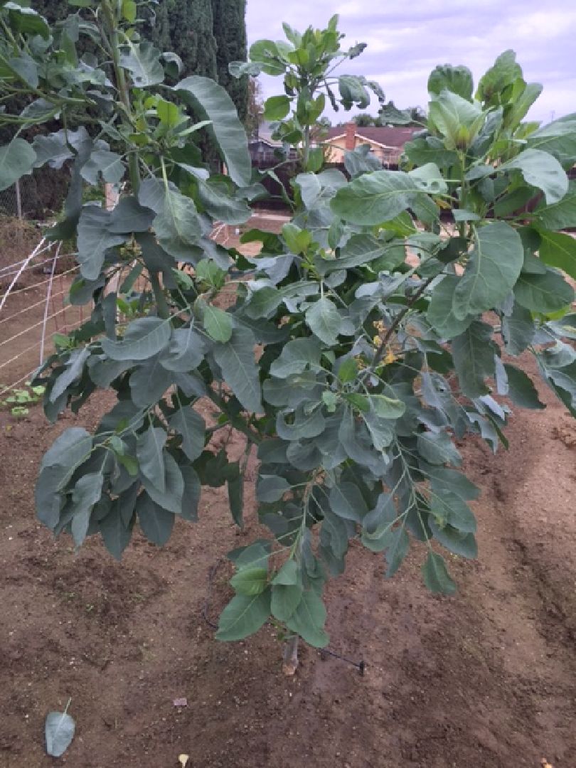 原圖野菜 照片