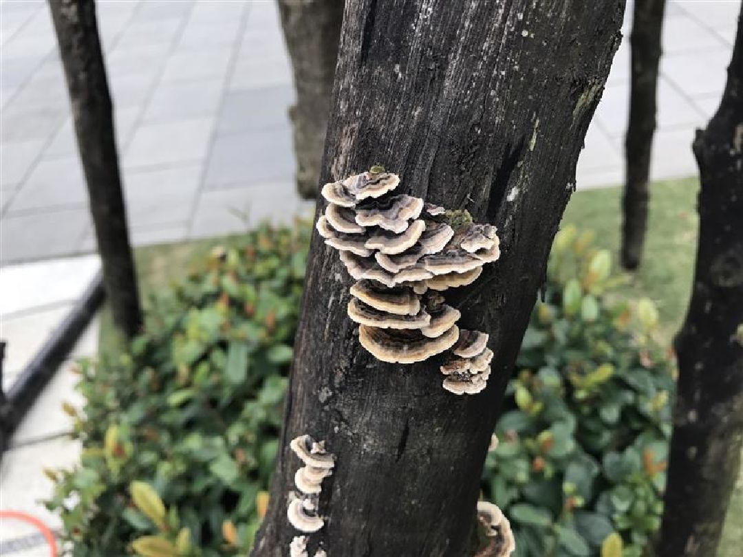 支撐杉木柱上的菇體