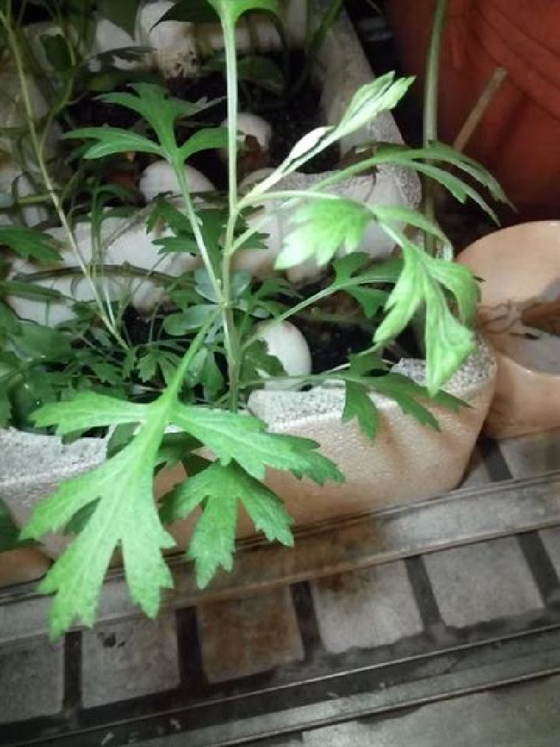 艾草?銀膠菊?