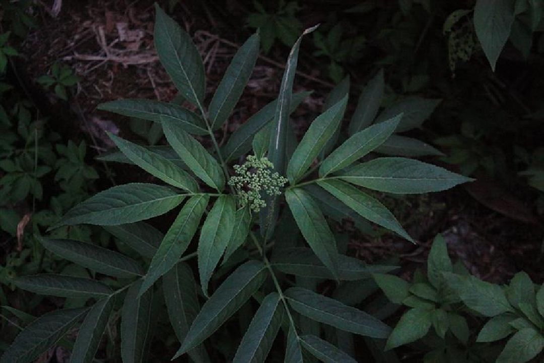 在步道看到的植物