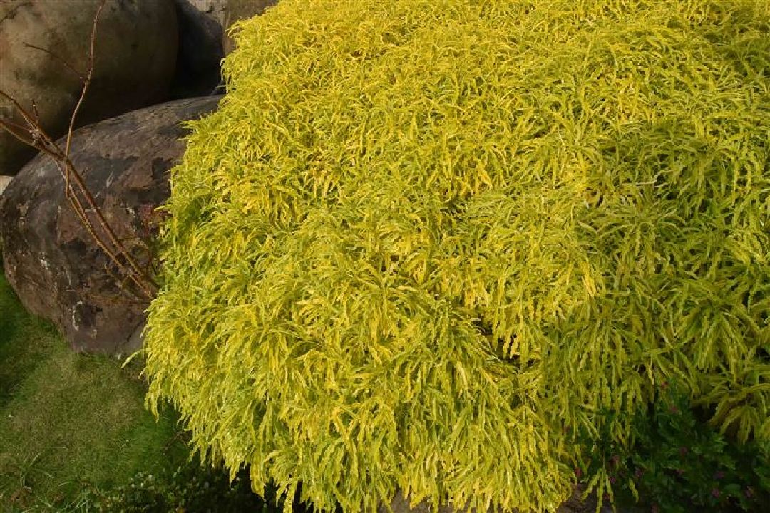 葉形細長曲 良好地覆園藝植物