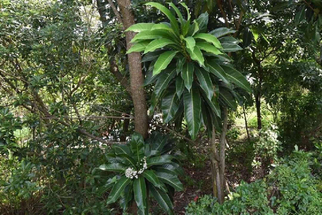 疑似觀葉園藝植物