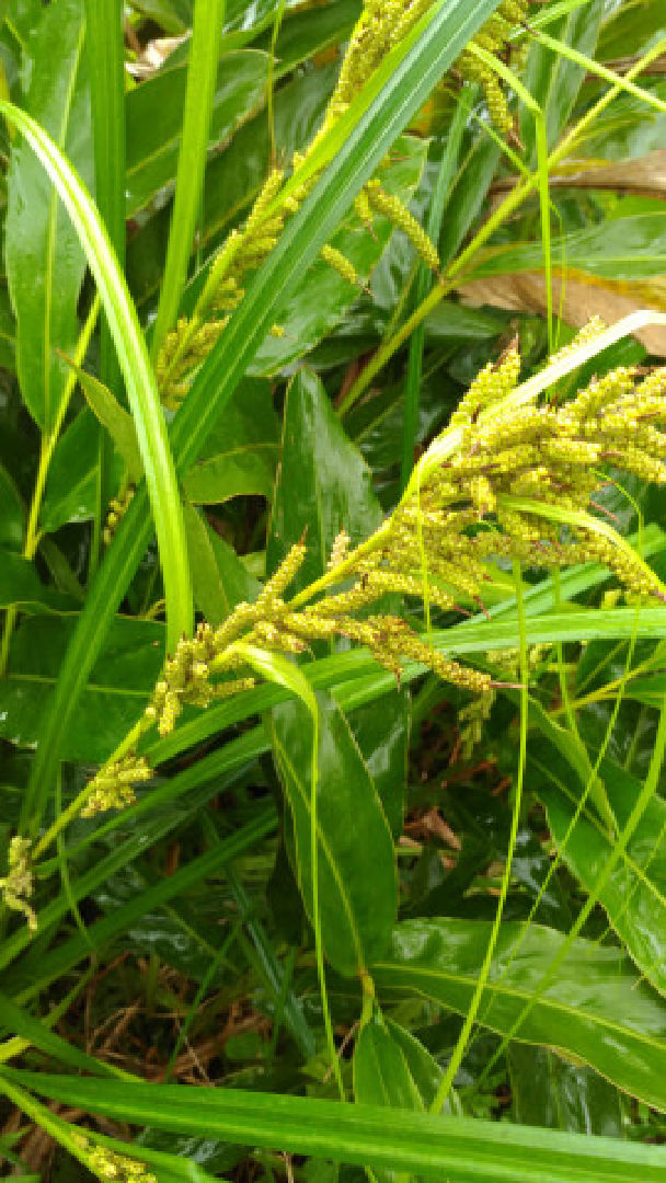 不知名植物