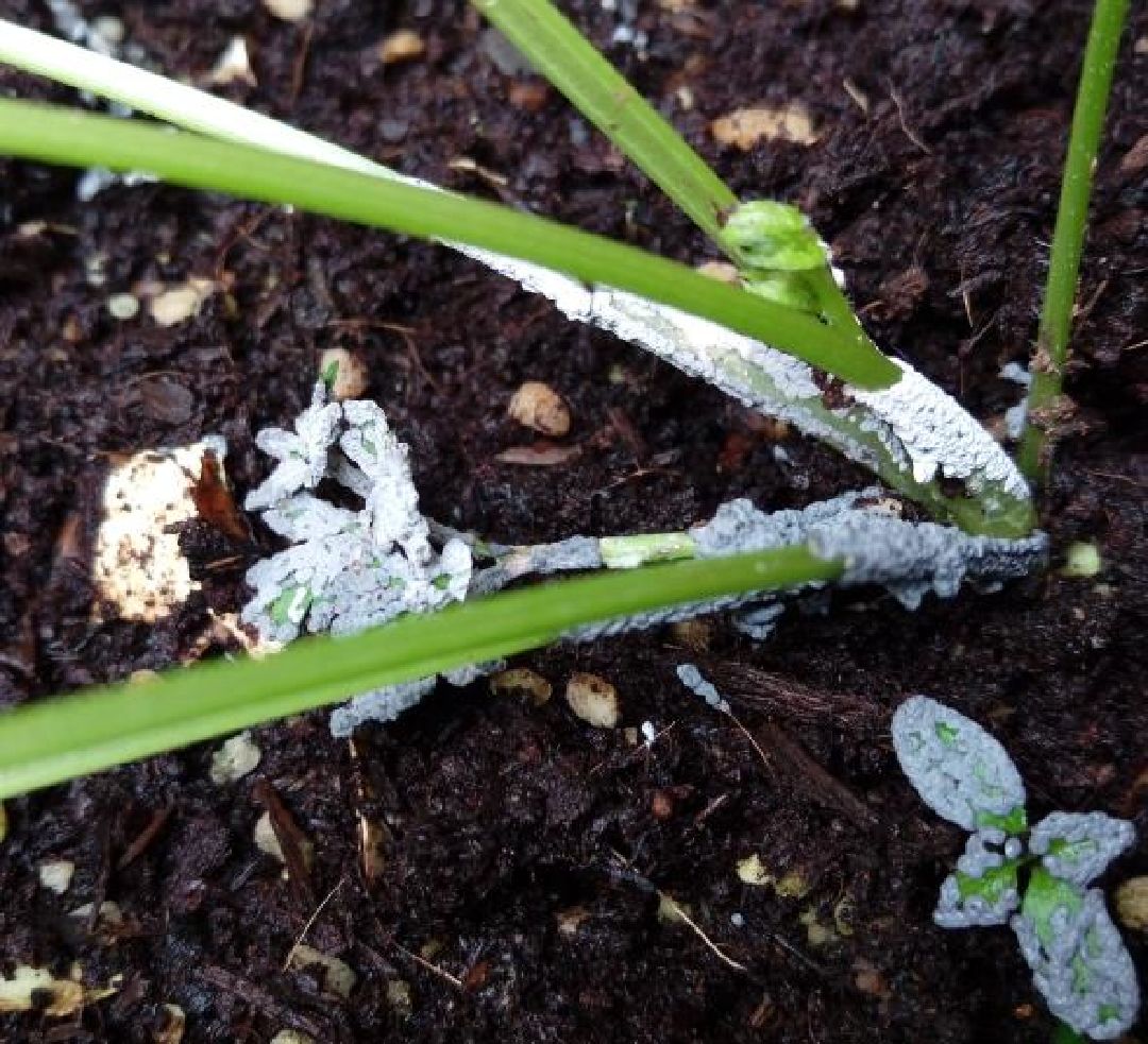 大致上集中於植物下半部分