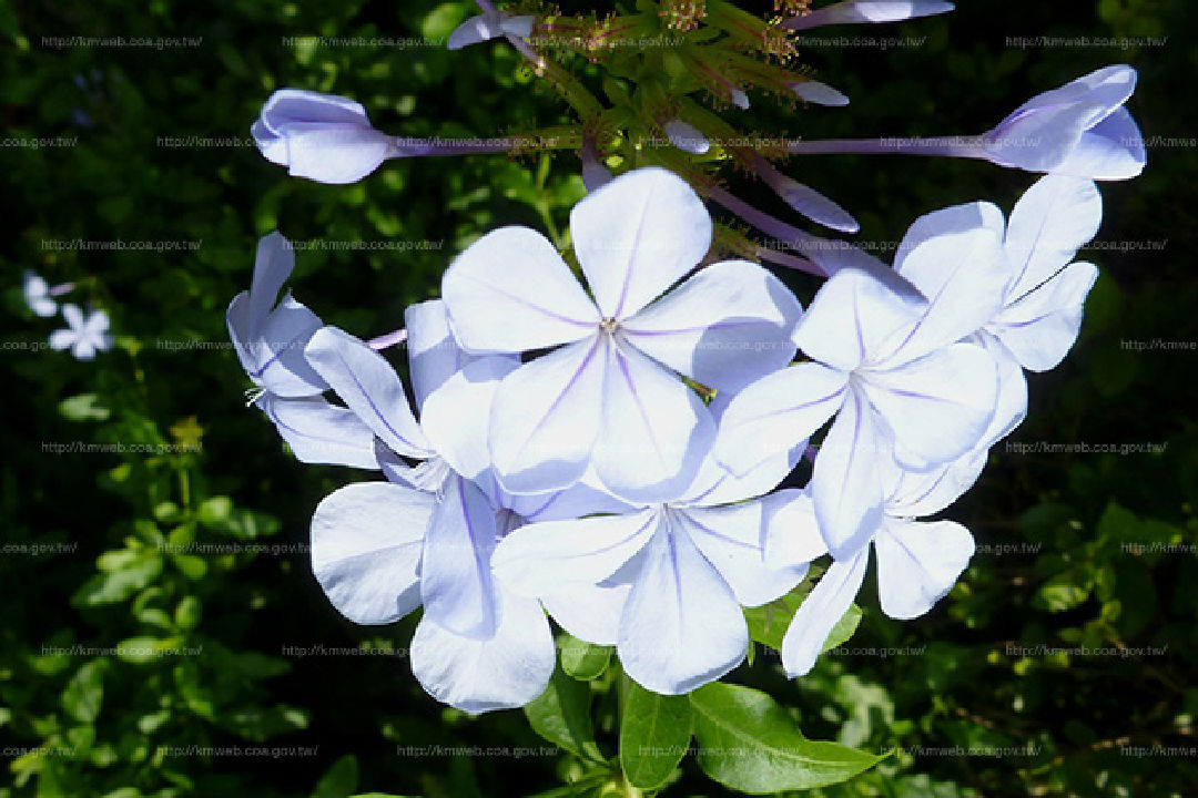 花朵特寫1