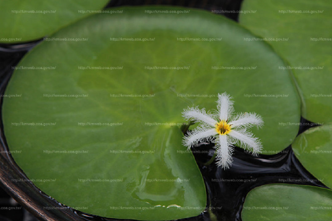 花朵特寫1