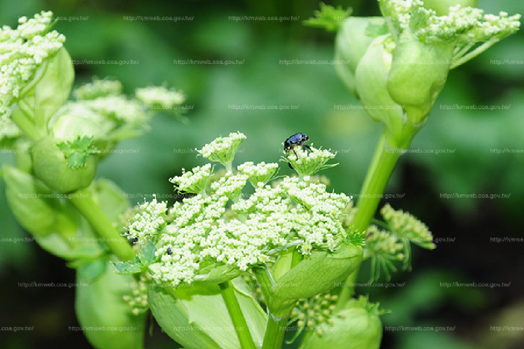 花朵特寫1