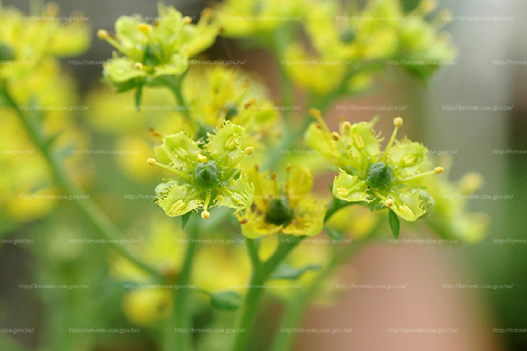 花朵特寫1