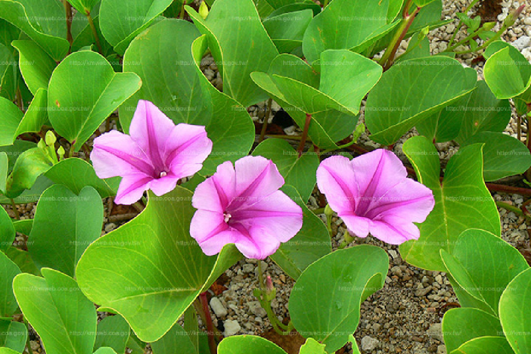 花朵特寫1