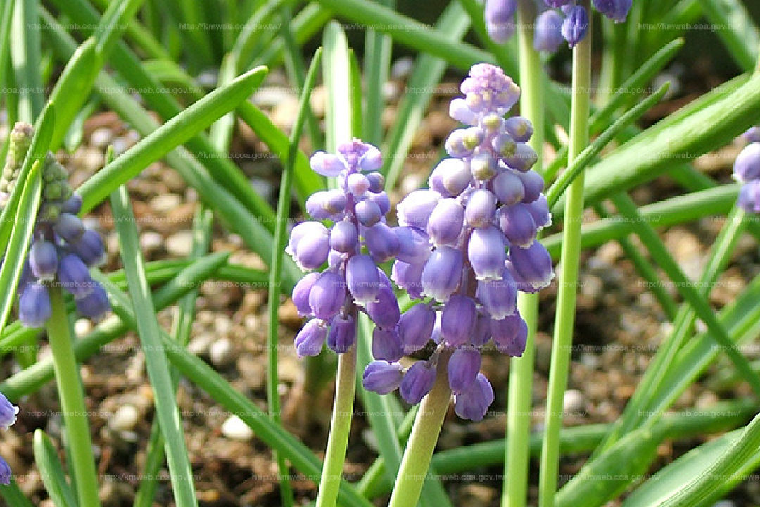 花朵特寫1