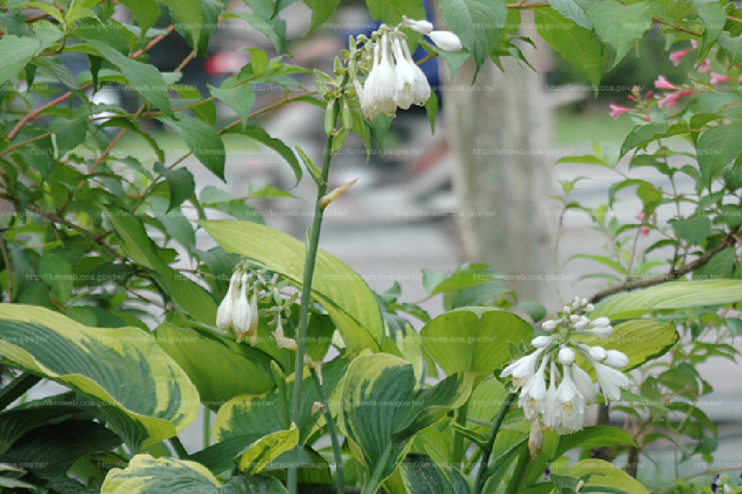 花朵特寫1