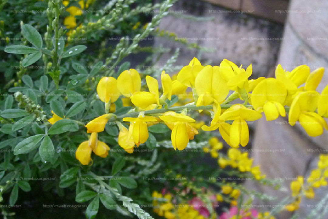 花朵特寫1