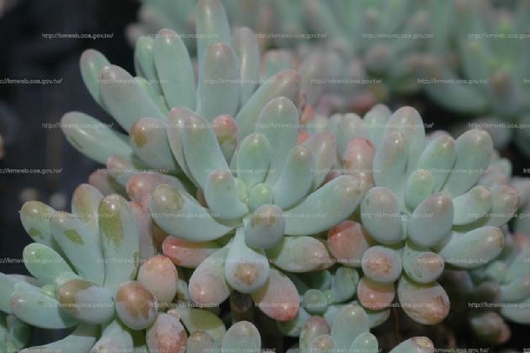 全株1