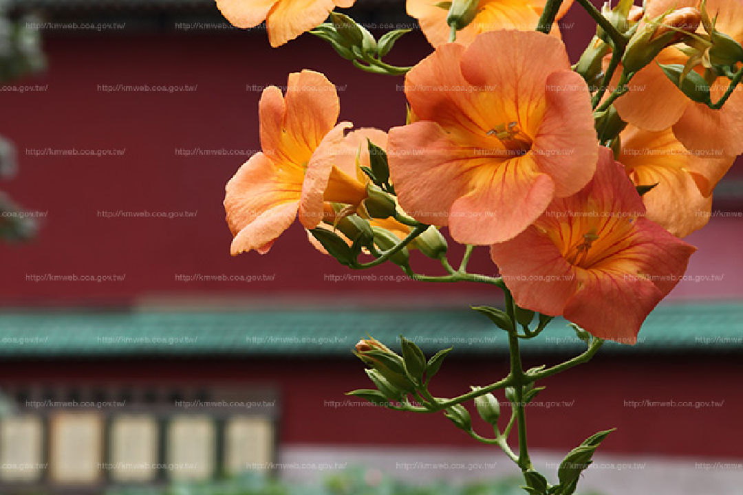 花朵特寫1