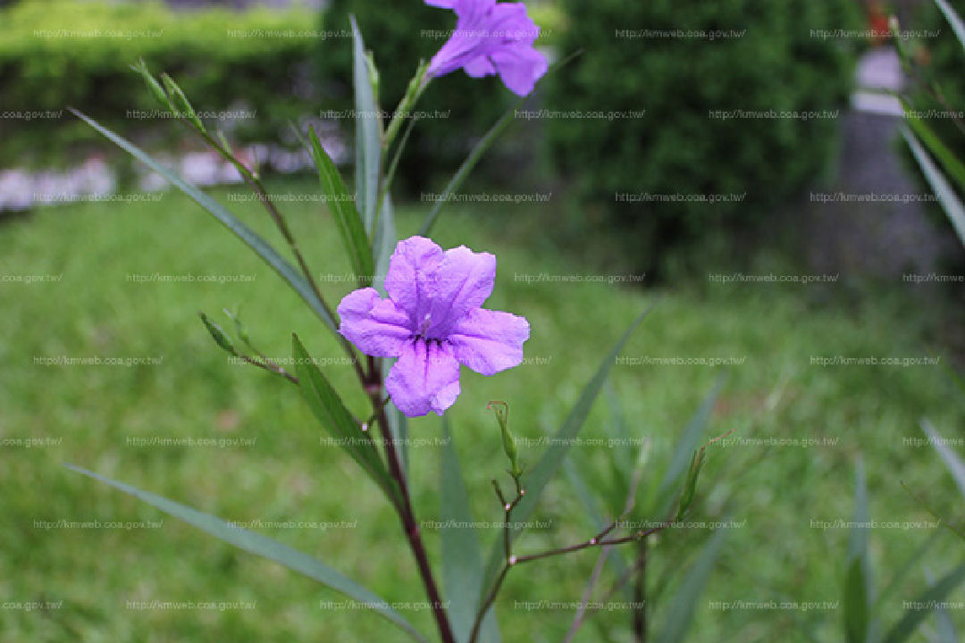 花朵特寫1