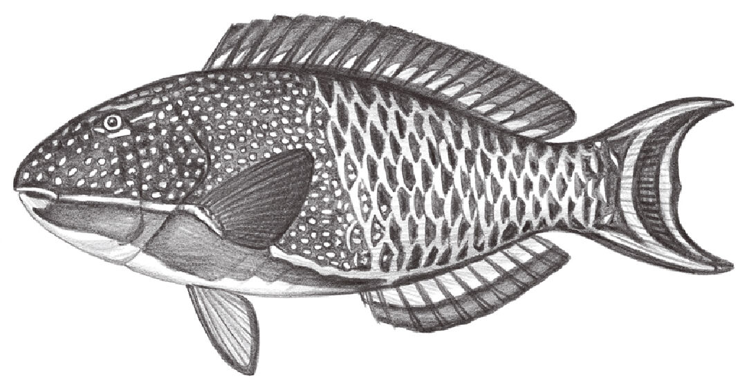 青鸚哥魚手繪稿