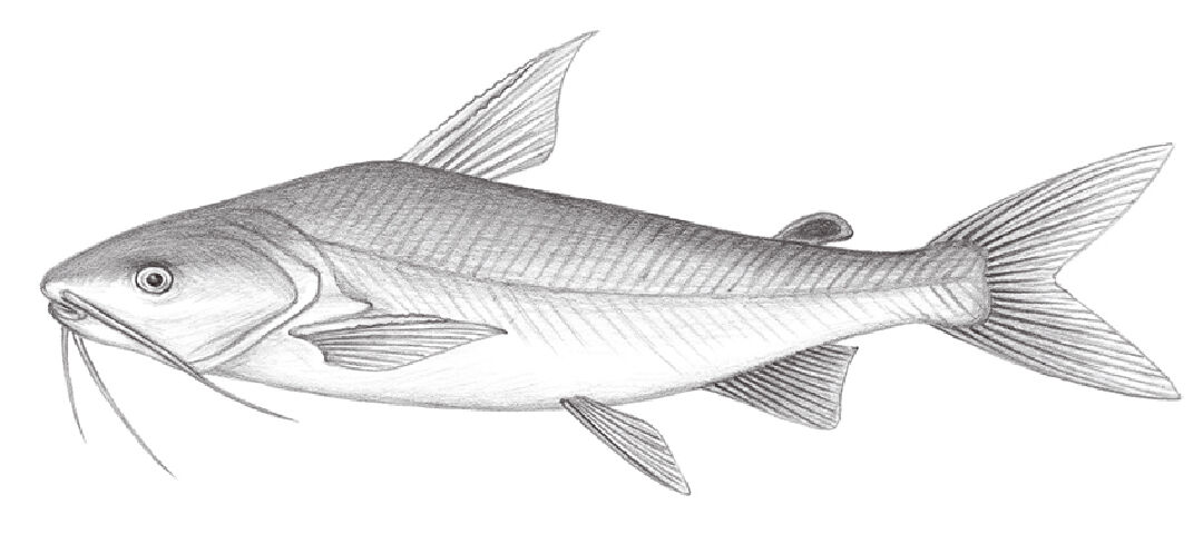 斑海鯰手繪稿