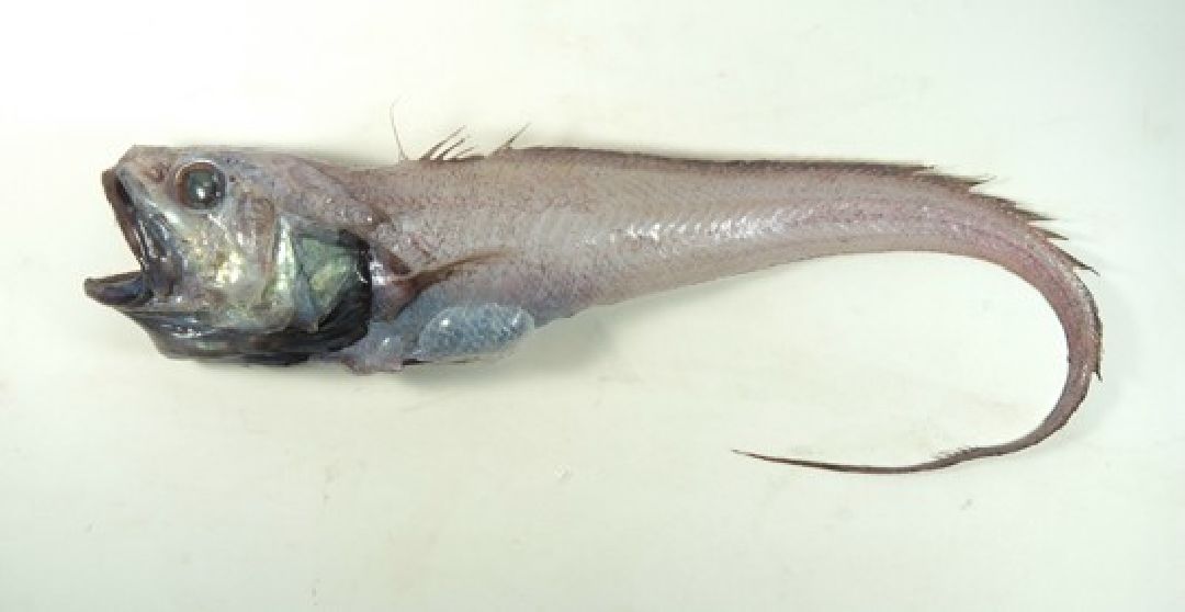 日本底尾鱈