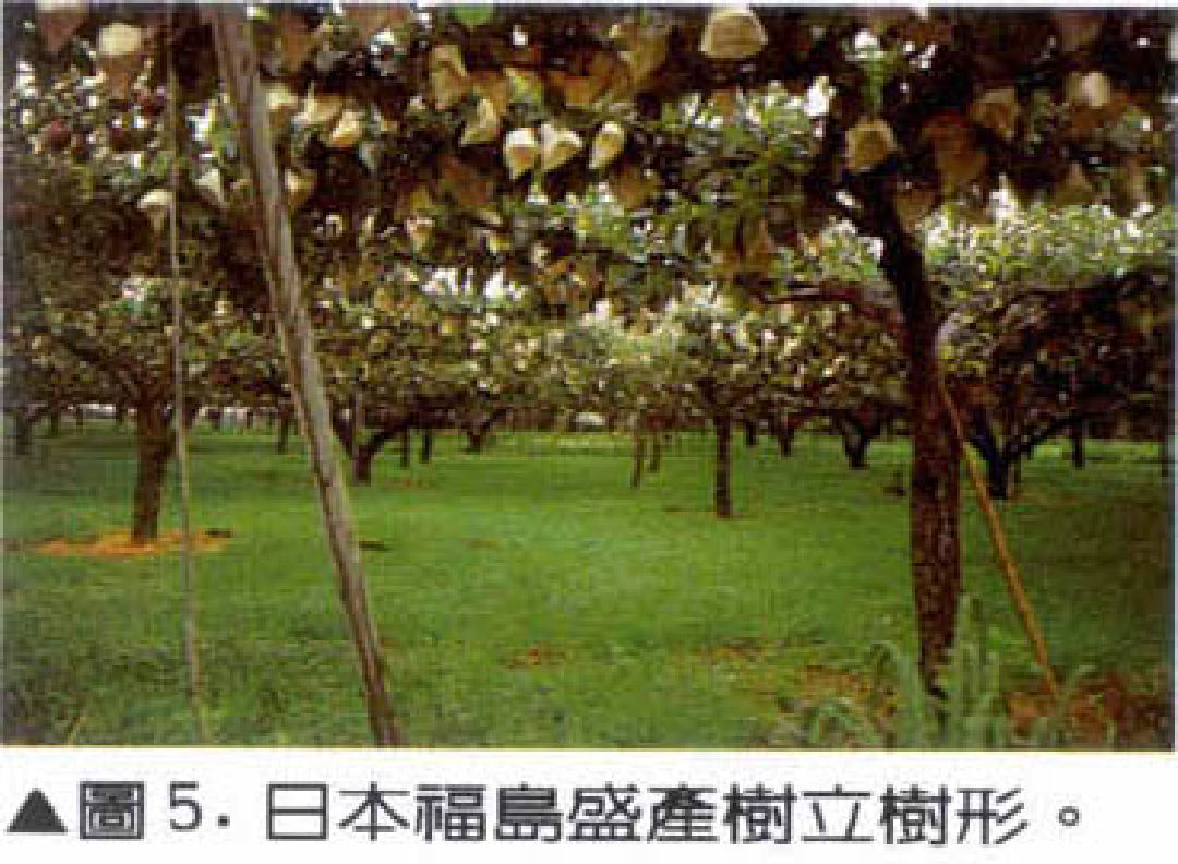 梨樹體之培育整枝與修剪-梨主題館-農業知識入口網