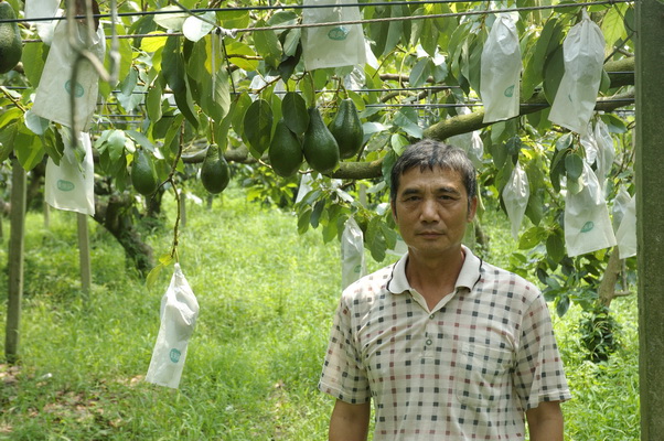 竹崎酪梨產銷班班長　沈清德先生與酪梨園。 （圖／嘉義分所 鍾志明提供）