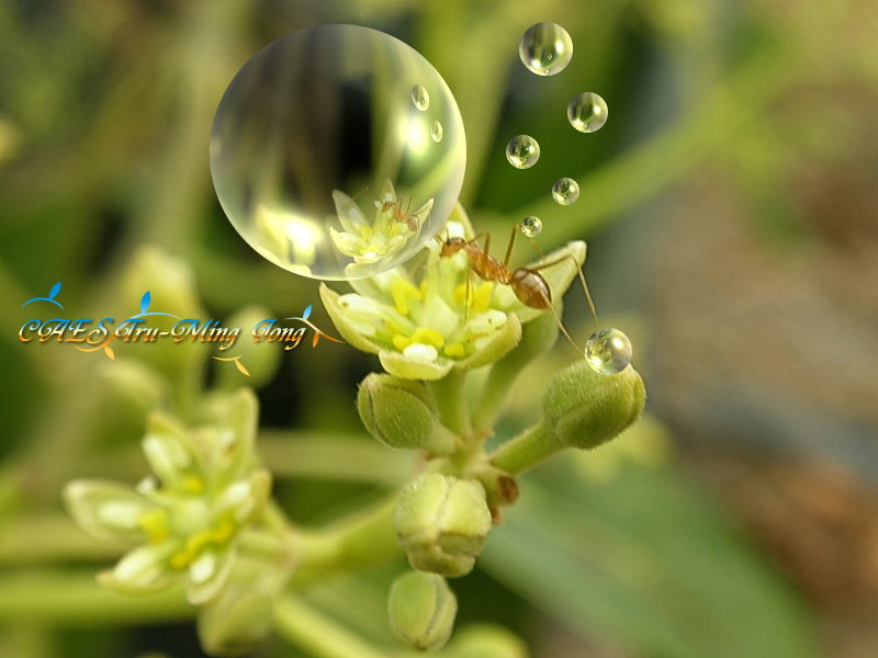 造訪酪梨花之生物－ 螞蟻。 (圖/ 嘉義分所 鍾志明先生提供)