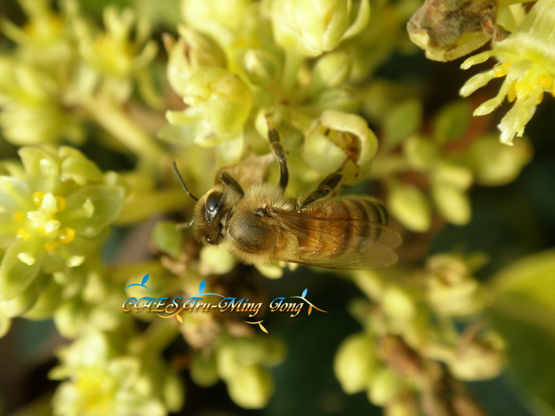 酪梨花之授粉昆蟲－ 蜜蜂。 (圖/ 嘉義分所 鍾志明先生提供)