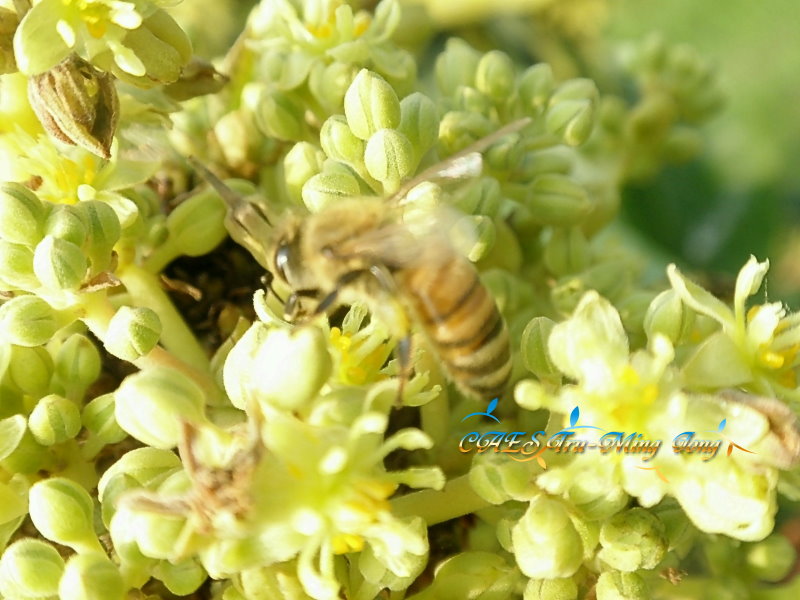 酪梨花之授粉昆蟲－ 蜜蜂。 (圖/ 嘉義分所 鍾志明先生提供)