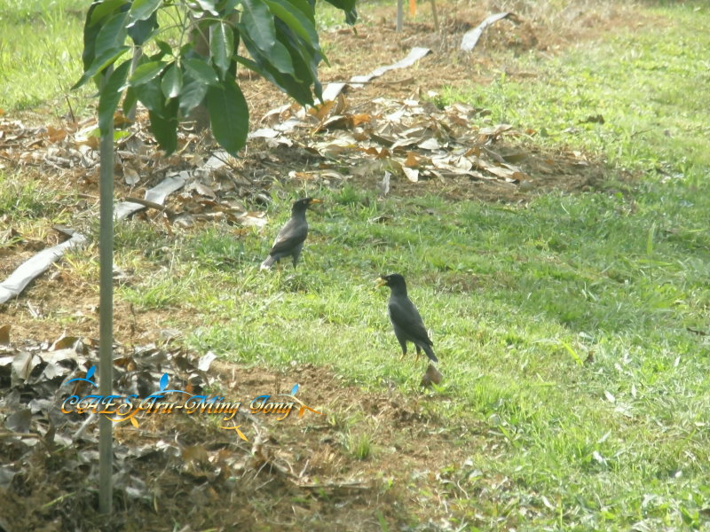 酪梨果園內出現之生物－ 鳥類。 (圖/ 嘉義分所 鍾志明先生提供)