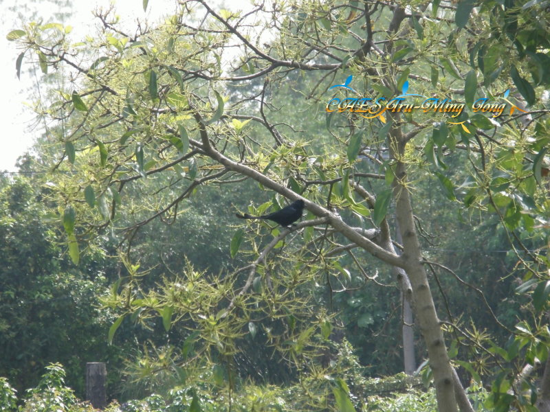 酪梨果園內出現之生物－ 鳥類。 (圖/ 嘉義分所 鍾志明先生提供)