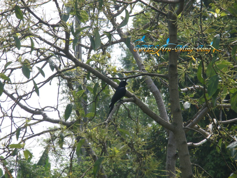 酪梨果園內出現之生物－ 鳥類。 (圖/ 嘉義分所 鍾志明先生提供)