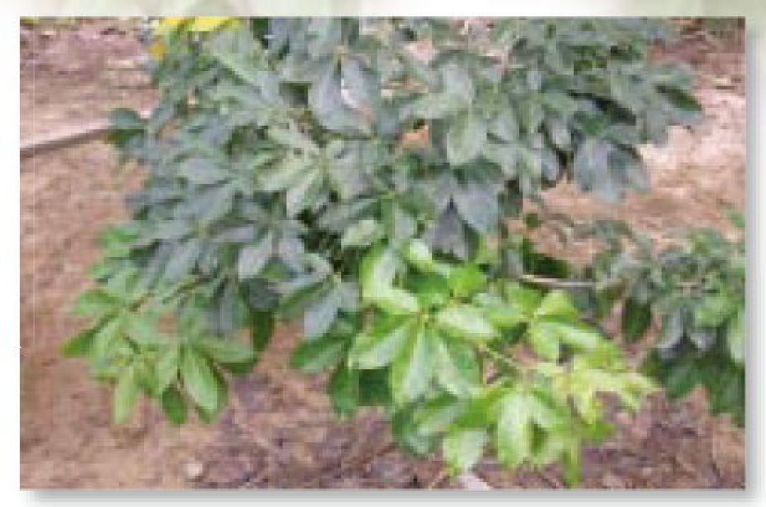 白柿植株特性-白柿主題館-農業知識入口網