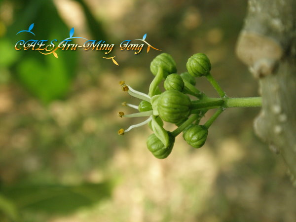 白柿花序著生情形 。（圖/ 嘉義分所 鍾志明提供） 