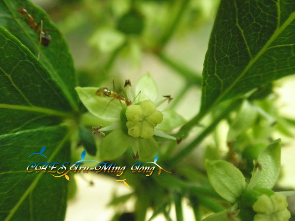 白柿小花近照 。（圖/ 嘉義分所 鍾志明提供） 