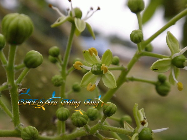 白柿小花集 。（圖/ 嘉義分所 鍾志明提供）