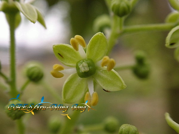 白柿小花集 。（圖/ 嘉義分所 鍾志明提供）