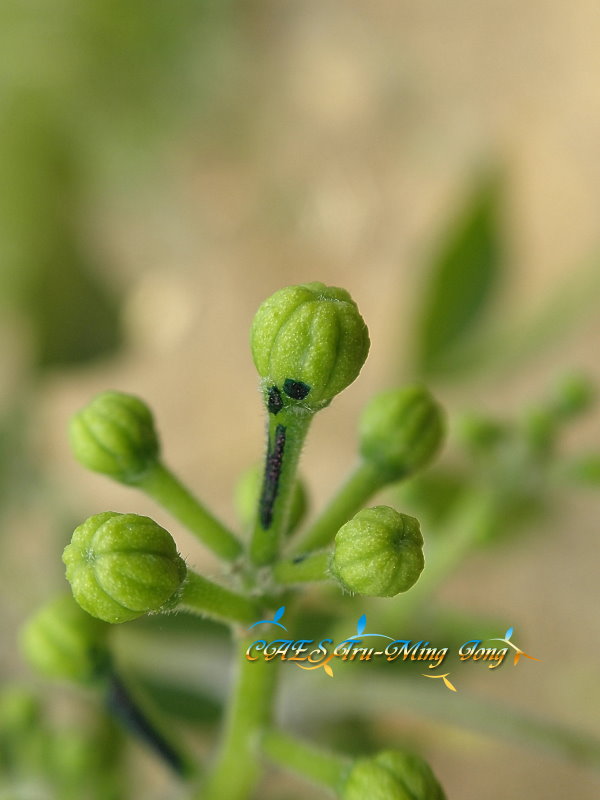 白柿花苞即將開放 。（圖/ 嘉義分所 鍾志明提供）