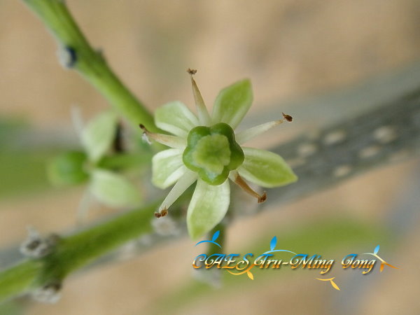 白柿花瓣和花藥開始枯萎。（圖/ 嘉義分所 鍾志明提供）