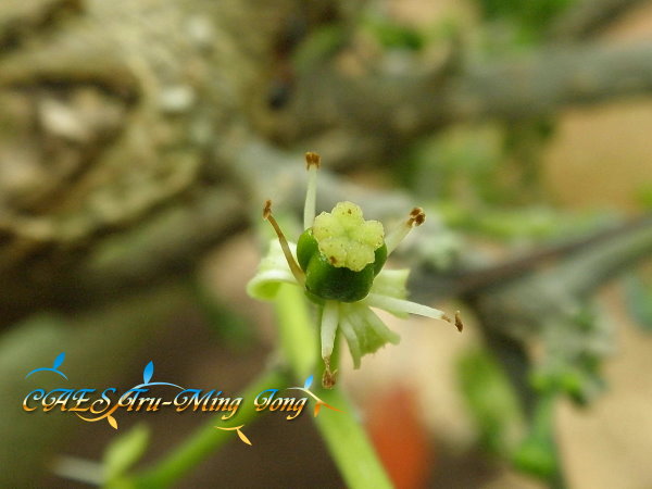 白柿花藥枯萎，且花瓣開始掉落。（圖/ 嘉義分所 鍾志明提供）