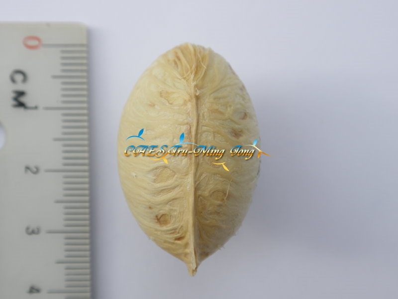 Chestnut 種子庫。(圖/ 嘉義分所 鍾志明提供)