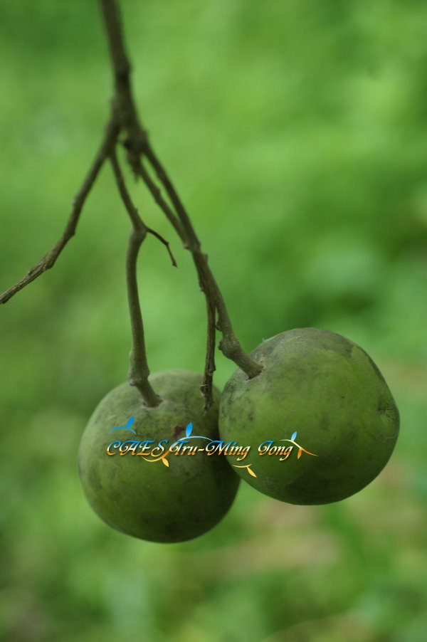 Chestnut 田間照。(圖/ 嘉義分所 鍾志明提供)