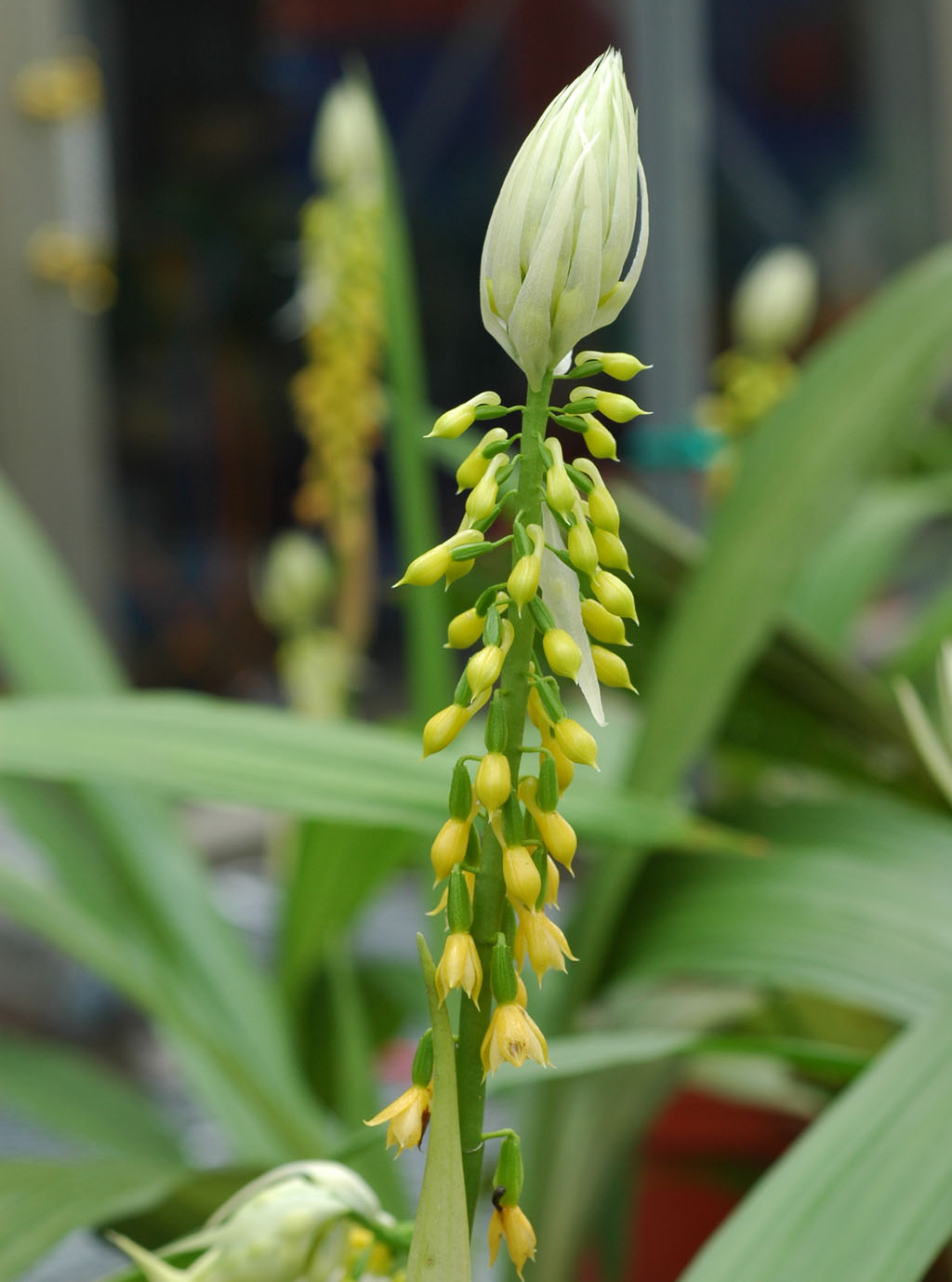 科学网—20210118——金苞花（Pachystachys lutea ） - 栗茂腾的博文