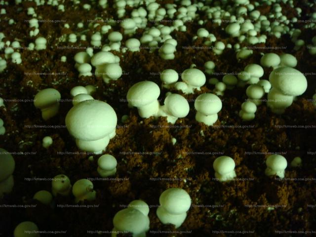 植物工場種洋菇-1