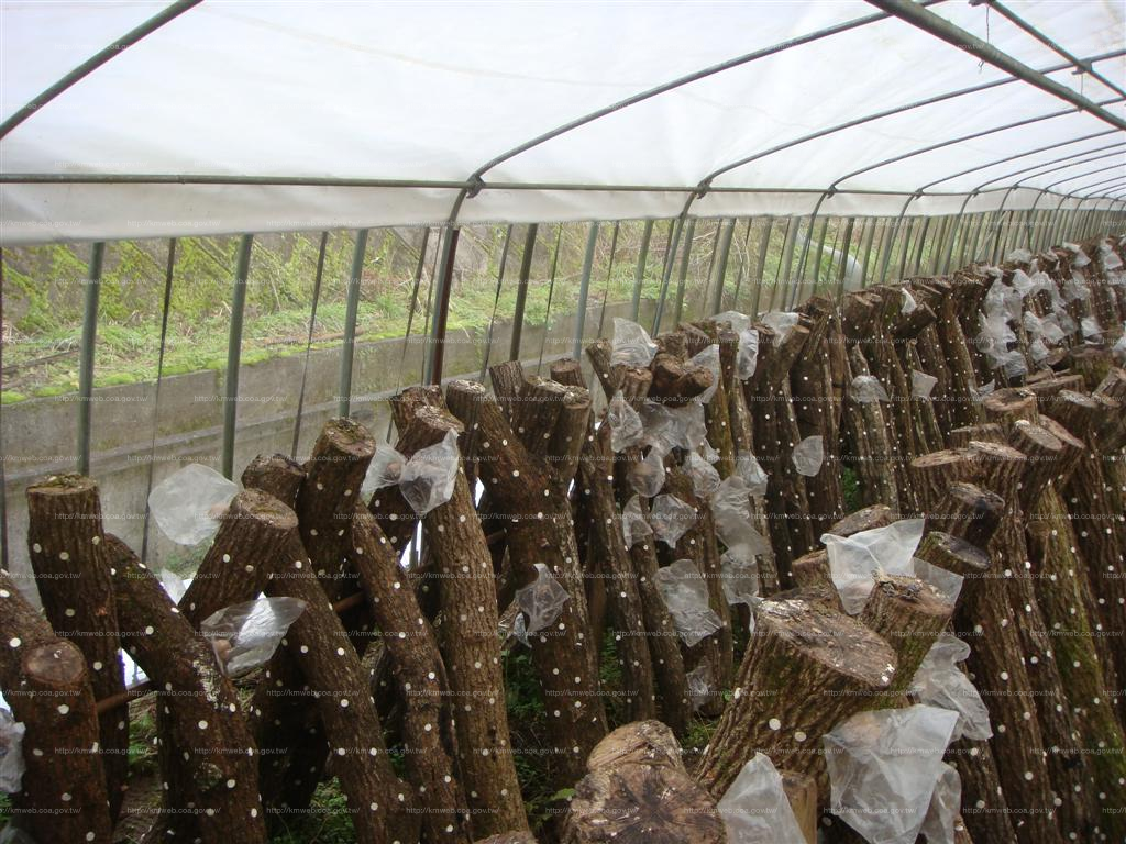 日本利用簡易網室栽培段木香菇