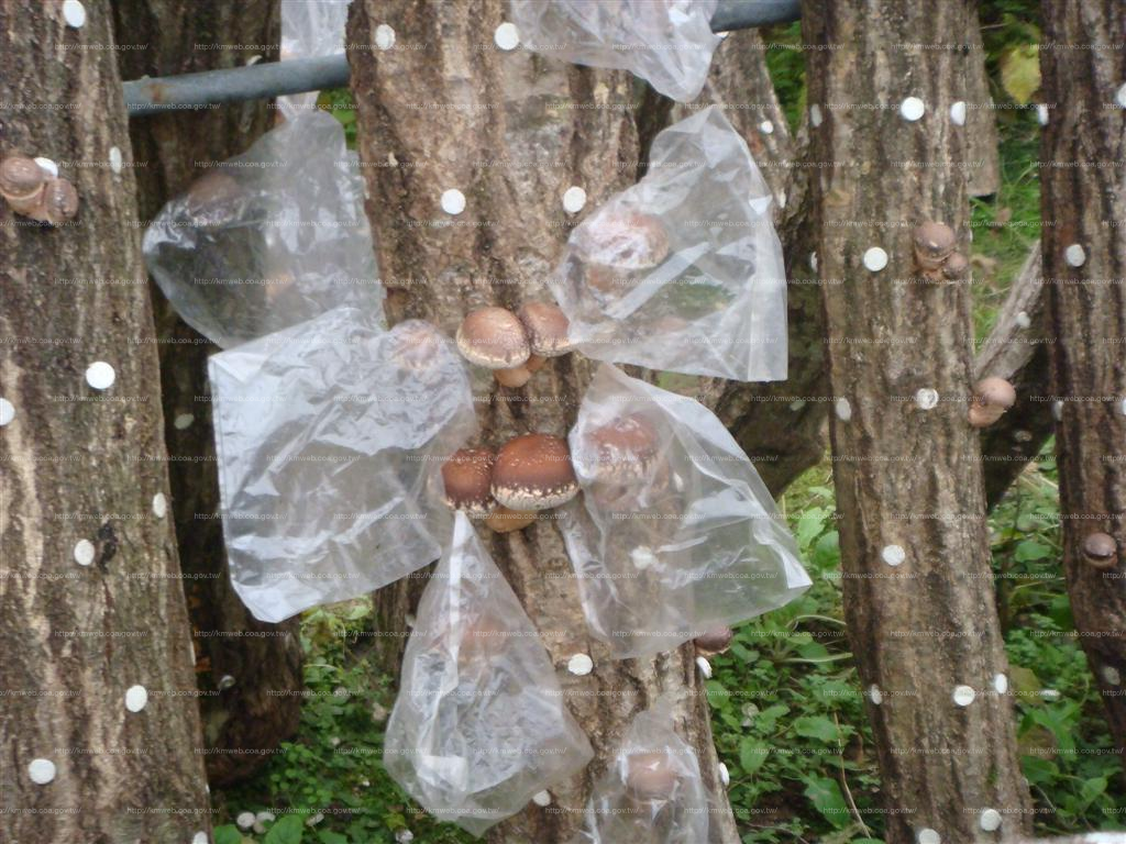 日本以塑膠袋來替段木香菇保溼