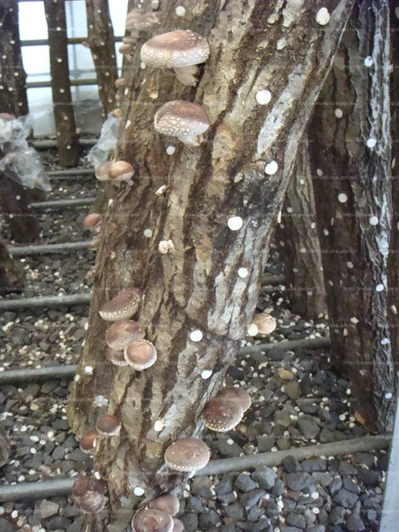 日本利用層架立體化栽培段木香菇