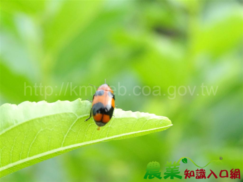 3.	Physosmaragdina nigrifrons黑額長筒金花蟲，無發現危害紅棗
