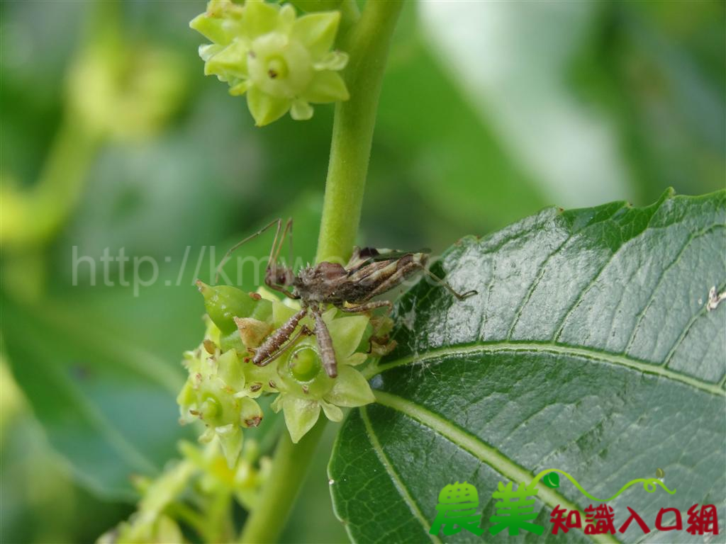 Sinea spinipes 獵椿科的一種，雜食性，亦為捕食性昆蟲，無發現危害紅棗