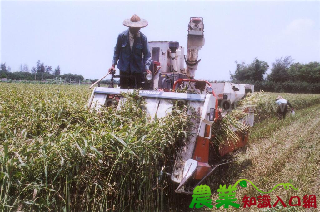 薏苡以水稻聯合收穫機進行收穫
