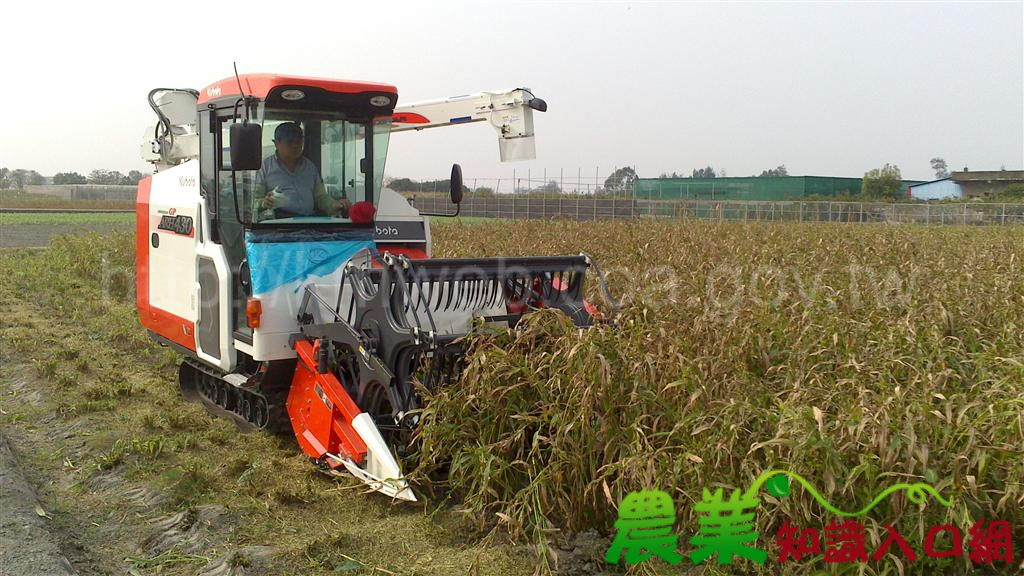 薏苡田區使用雜糧聯合收穫機進行收穫