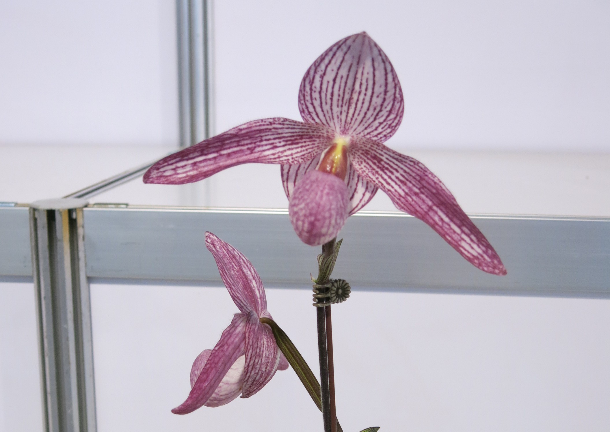 Paph. Delrosi